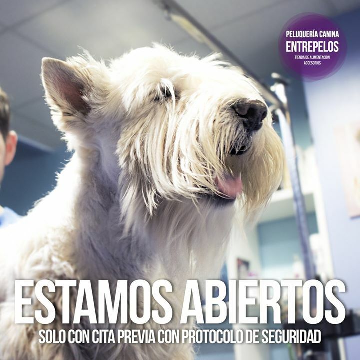 📣 ¡Ya estamos de nuevo abiertos! 📣

Entrepelos Peluquería Canina vuelve a abrir exclusivamente bajo cita previa.

Estamos organizando nuestra agenda de citas previas por orden cronológico de reserva, debido a la alta demanda pedimos paciencia. Se te avisará lo antes posible.…