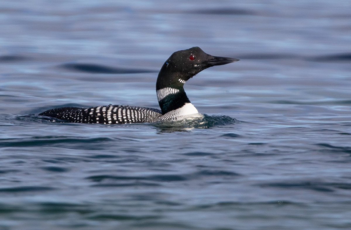 Naturalist_Sam's tweet photo. So lucky I get to see great northern divers every day. #topbirds https://t.co/CnCHv6dlzz