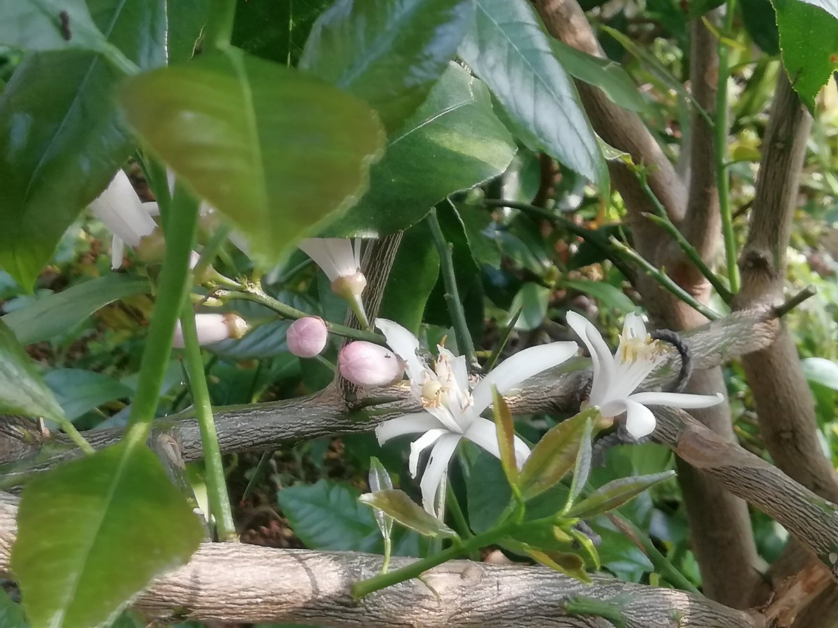 ともねんの中の人 ピスタチオ結構好き レモンの花が今年も咲きました うちの花 レモンの花 家庭菜園