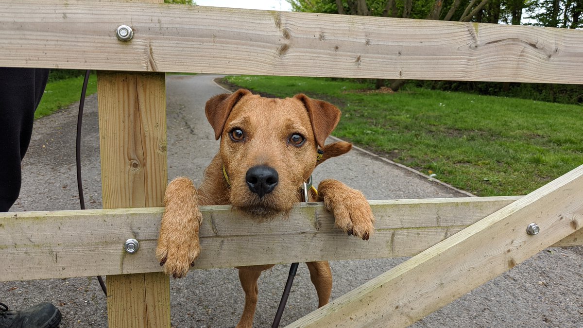 Oscar wanted to say hi to you all! 🐶💛
Send him a virtual hello back 😍