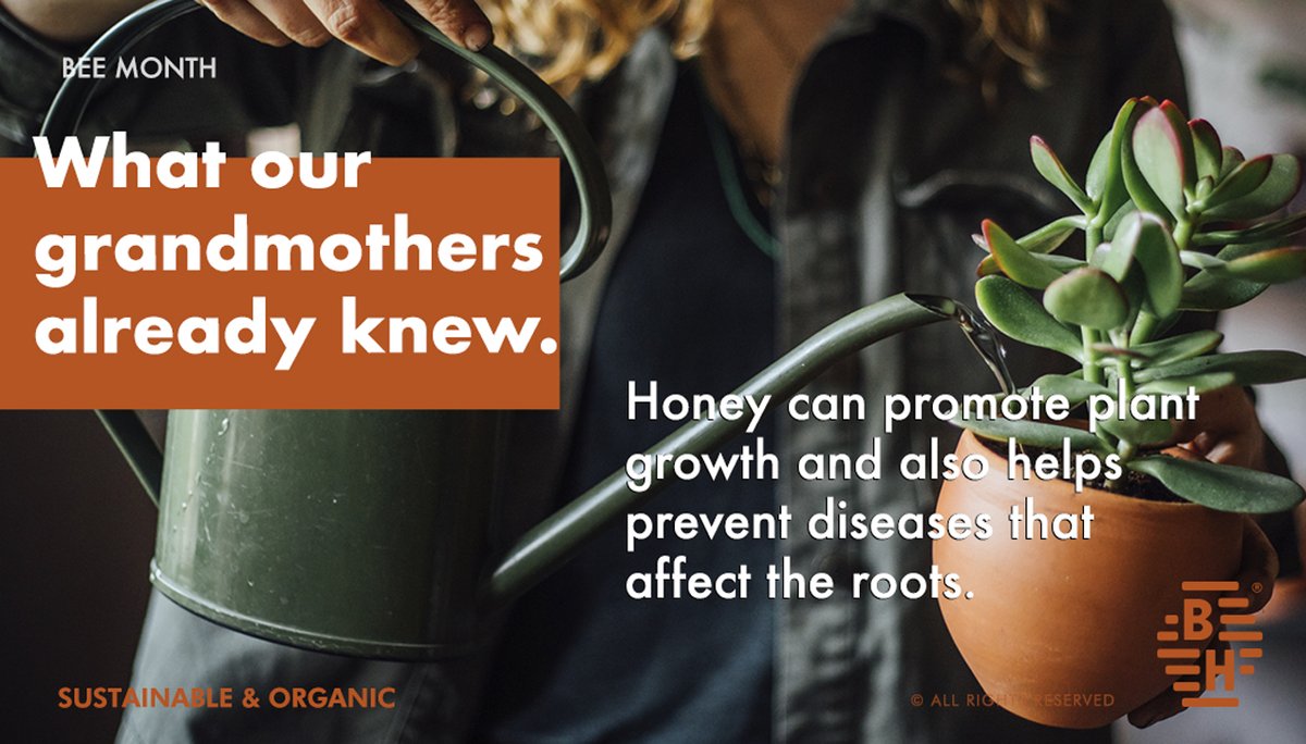 BeehivelyG's tweet photo. Our grandmothers always mixed one part of honey with three parts of boiling water. They let it cool and then dip the root into the mix before planting it.
#NatureHelpsNature
#Grandmother
#Honeywisdom
#Beehively
#BeeFacts
#Honeyfacts
#Bees
#BeeMonth
#beehivelybees #beehivelygroup https://t.co/MmLWeq9PBe