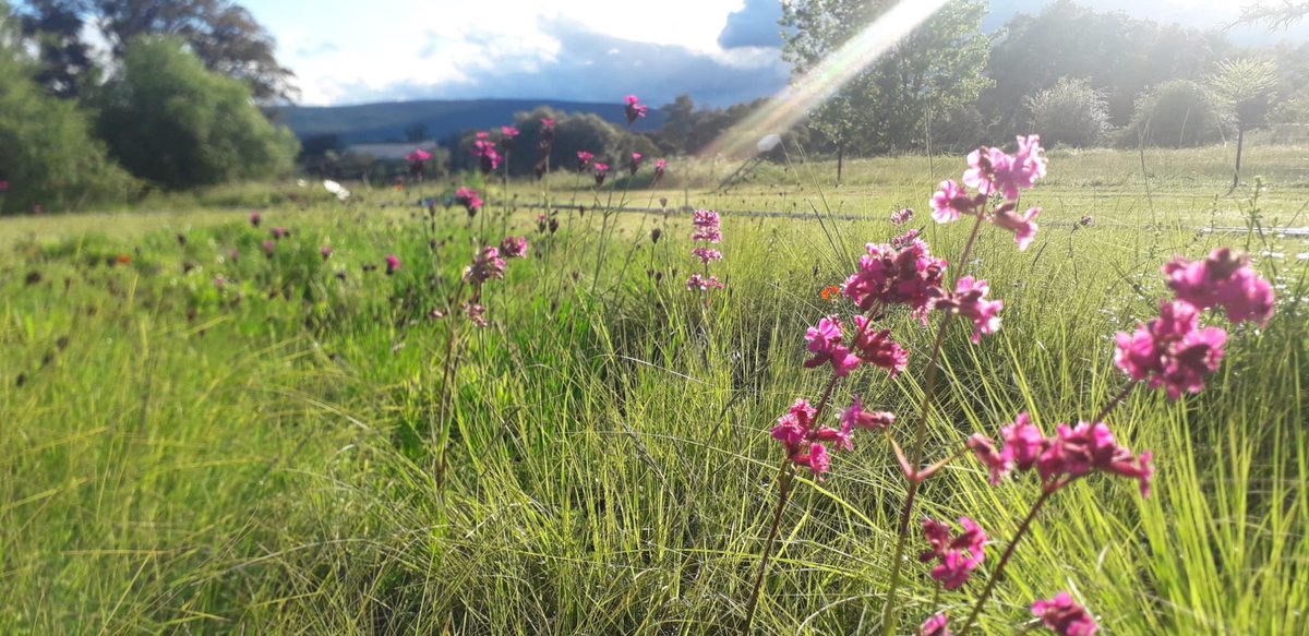 PictMeadowSpain's tweet photo. La primavera sigue su curso...#Lychnis viscaria y #Dianthus carthusianorum salen de su confinamiento y lucen sus encantos en esta #pradera implantada hace 2 años en Extremadura #tepe #pictorialmeadows #pictorialmeadows_spain #flores @PictorialMeadow @TapizV https://t.co/IU7nm4hcyK