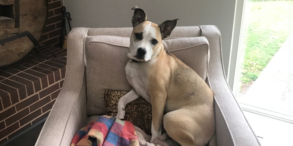 TurfMutt's tweet photo. Mutt Mulligan is taking a break from her "ruff" life to say thanks for joining us for TurfMutt Tuesday this week. We hope you had as much fun as we did! #TurfMuttTuesday #MuttMulligan https://t.co/KnzmPgR4xS