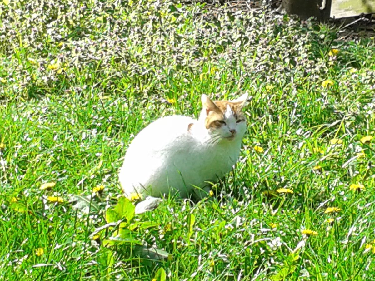 SUNnetworkCambs's tweet photo. 'T' is taking care of herself in lockdown by building a birdhouse out of bits of wood (pictured) , enjoying her cat, meditating and attending online AA. Her cat , 'S' is proud of 'T's 4 months sobriety. #selfcare #RecoveryInTheCommunity #AddictionSobriety @AlcholicsAnonAA https://t.co/7TT9GXsAgG