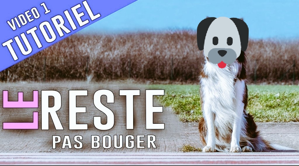 LaurayLinda's tweet photo. 🐾 #Reste/ #Pasbouger :
Cet ordre d’obéissance canine a pour but de faire rester votre chienne dans sa position, jusqu’à ce que vous prononciez le mot clé pour mettre fin à l’exercice ou que vous décidiez de lui faire faire un autre tour. (1/3) https://t.co/6dF4rqI0MG
