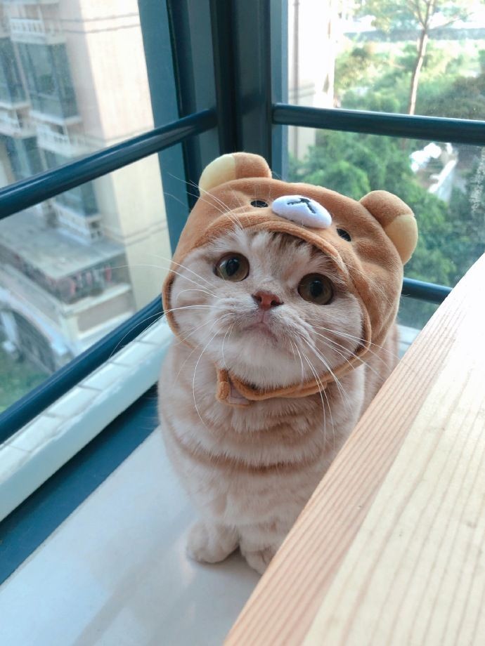kotakkiwi's tweet photo. Beli topi ginian dimana https://t.co/cfkuH7rEFP