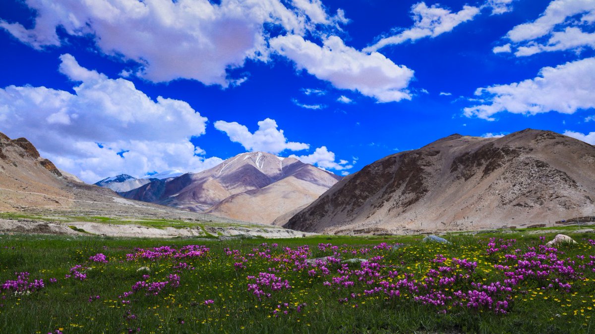utladakhtourism's tweet photo. There are a few hidden gems in #Ladakh like this green patch of land at #Sumdo en route #Tsomoriri Lake that is peppered with sprinkles of flowers. Behold the azure #bluesky, the rugged mountains, wild flowers and patches of green. PC: @stanzinkhakyab https://t.co/dKZADW9u5q