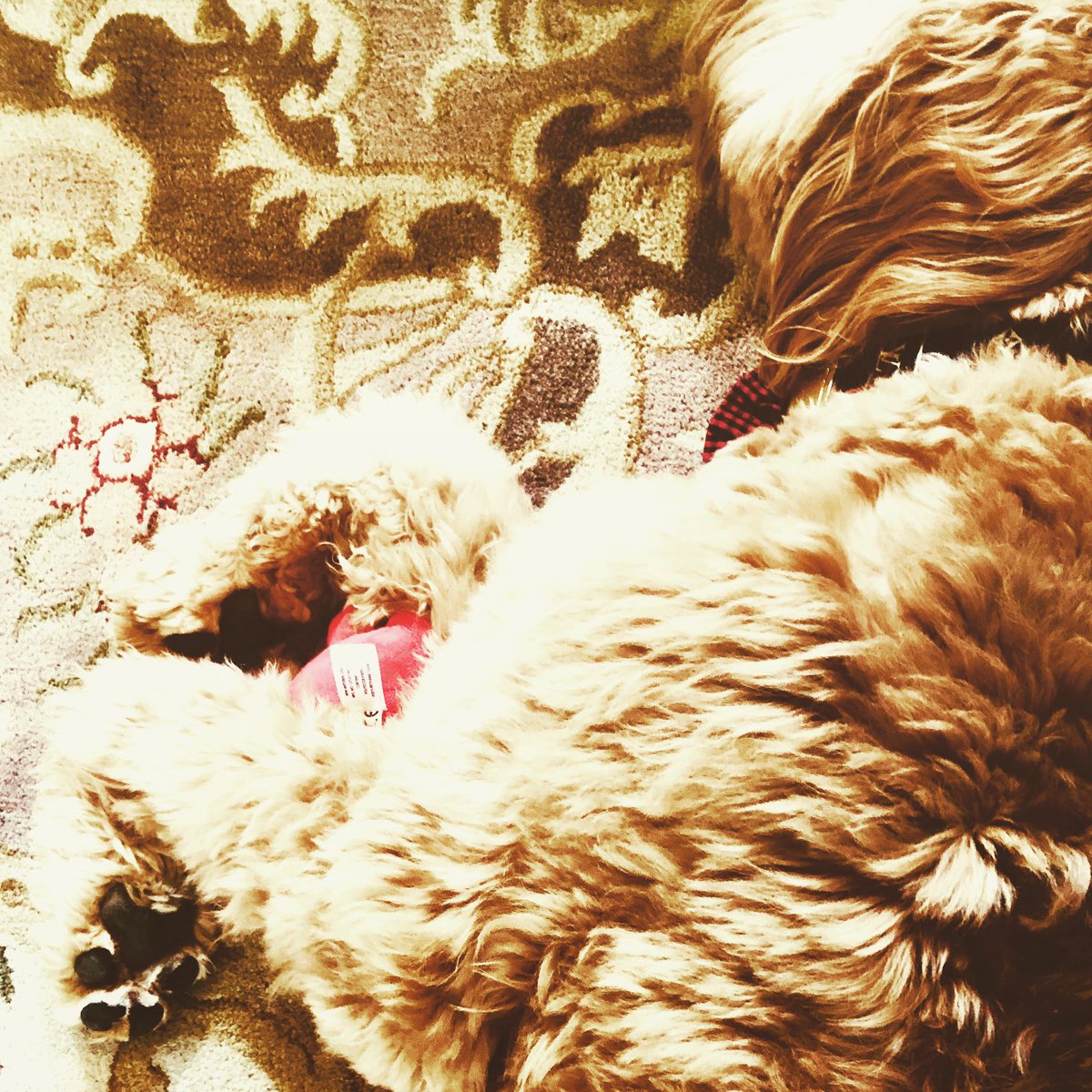 _kelly_renee's tweet photo. @FOXNashville Keeping his babies safe between his huge paws! This is Ollie our goldendoodle https://t.co/TPmmBR7YHP