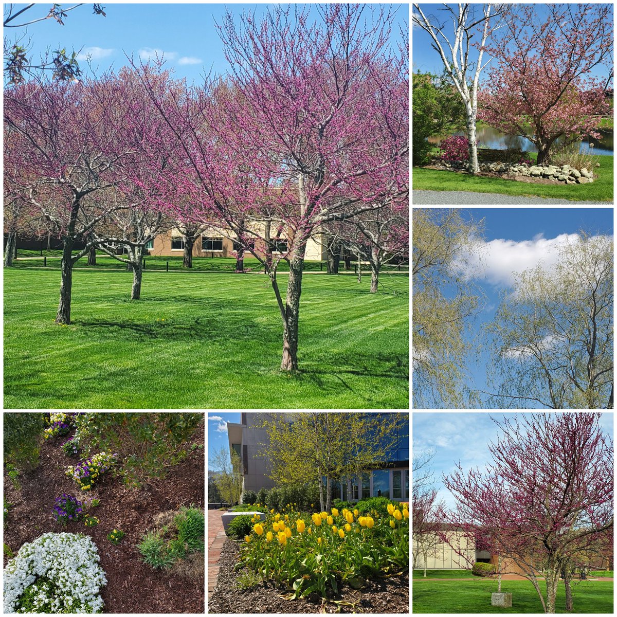 May6.. now as students &amp;faculty are remotely engaged in finals, the campus has burst into spring bloom. Prettier than Monet's home in Giverny. Cherry trees are 2 days from popping... But we so miss you bulldogs 😔