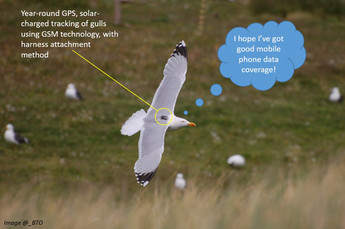 NatureScot's tweet photo. 3/4 #WSTC6 #PolicySesh We ran a collaborative workshop with policy advisors/consultants/researchers &amp; commissioned #BTOScience gull tracking &amp; Europe-wide gull data meta-analysis with #IBED. We’re developing an ecologically realistic approach to apportion impacts for developments https://t.co/2jik58uFtC
