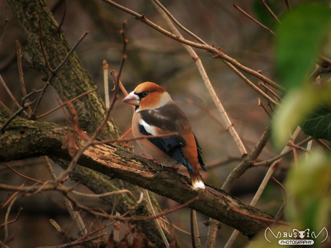 busoivv's tweet photo. Bird_9.

● 1 December 2019, 16:09
● Râmnicu Vâlcea, România
● Canon SX540 HS
● 215mm ● 1/25s ● ƒ/6.5 ● ISO 200

Photo © Vasile Viorel Buşoi. All rights reserved.

#nature #photography #wildlife #forest #closeup #animal #bird #birdphotography #canon #SX540HS #romania https://t.co/8fpnkMSUUa