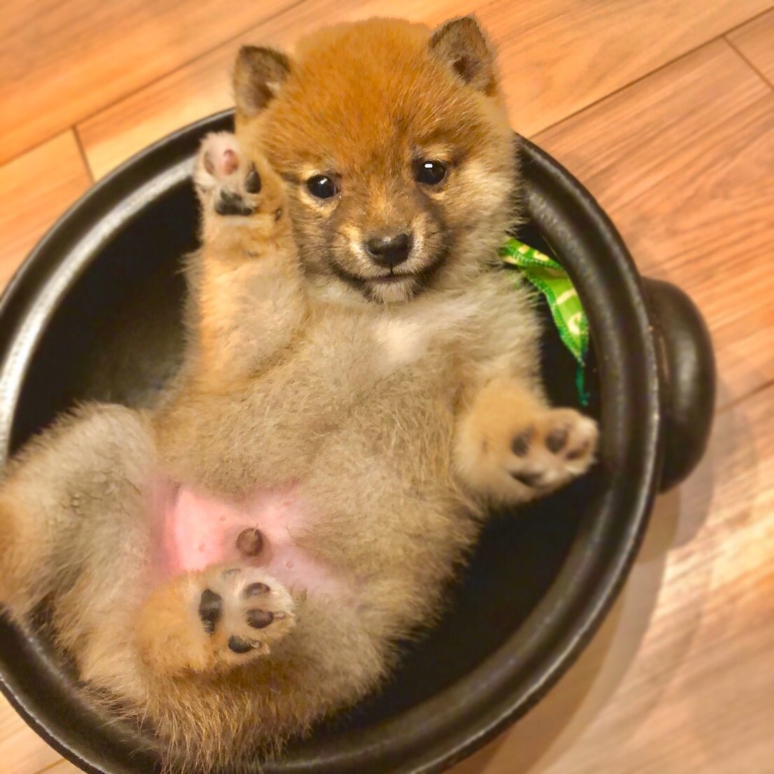 豆柴おでん おでん です 豆柴 子犬 柴犬 豆柴おでん 柴犬好きと繋がりたい 豆柴好きと繋がりたい 犬鍋