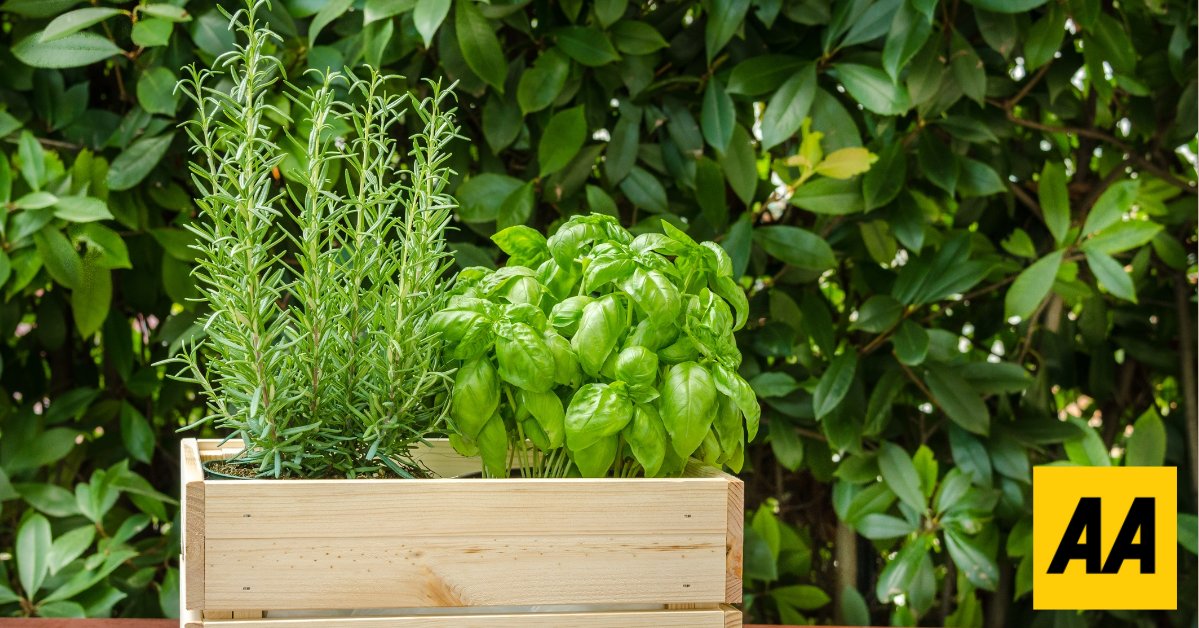 AA Ireland Support tweet media