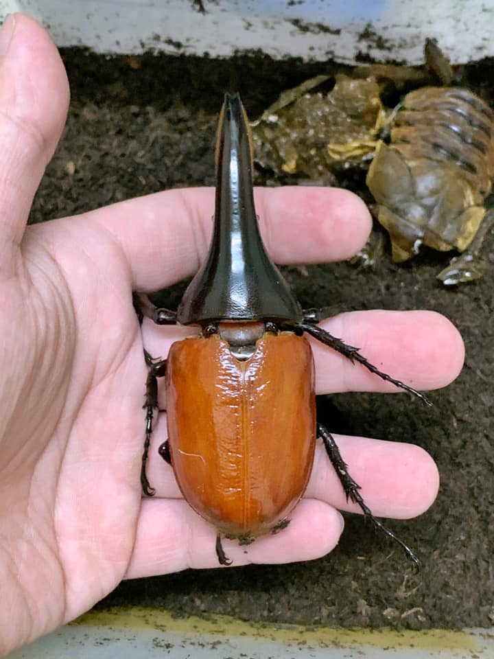 極太ヘラクレスhashtag