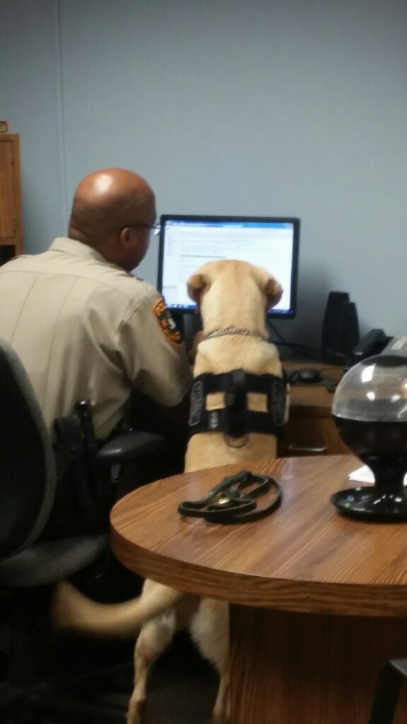 stlcountypd's tweet photo. There's another retirement that happened last week.  K9 Officer Ben! K9 Ben served with us for more than 5 years as an Explosives Detection K9. He's been a part of major security sweeps and has helped to keep the region safe. Thank you, Ben! https://t.co/kwxdAsGEzr
