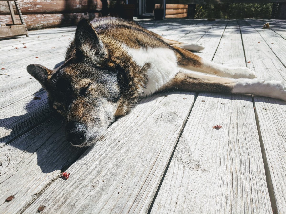 Dr. Sue Ishaq, PhD tweet media