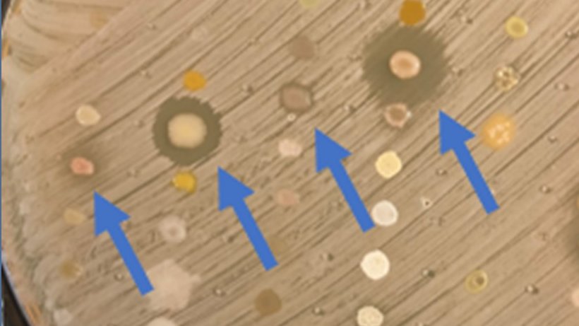 Just published - little editorial on #swabandsend - what we do and why we do it. #AMR #antibiotics 
future-science.com/doi/10.2144/fs…