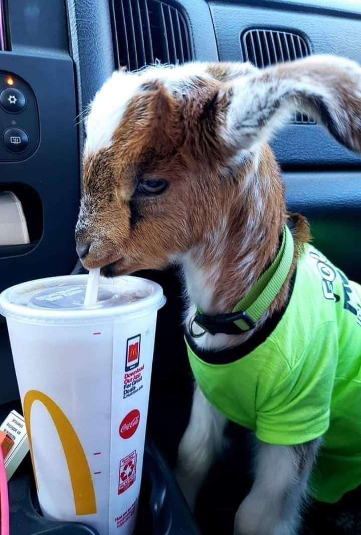 BioUrn4Pets's tweet photo. @Andy I'm grateful for all of our llamas, alpaca, goats &amp; K9 who keep us entertained. Did you know that alpacas dance when they're happy &amp; goats ♥️ McD's https://t.co/OrXSBOcimH
