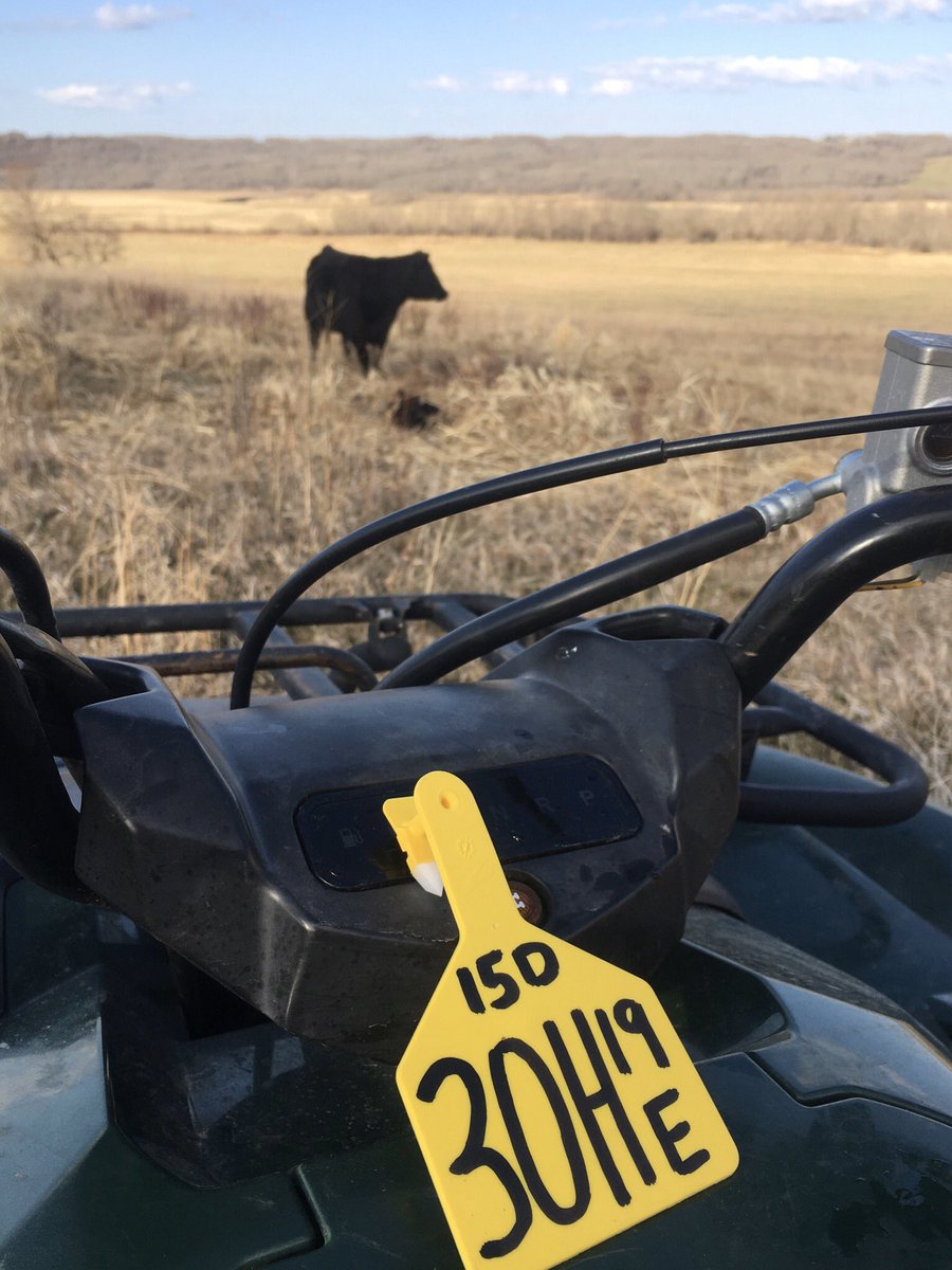 NerbasBrosAngus's tweet photo. The 15D calves are over half done now. Excited to get lots of females. #herdbuilders https://t.co/10c3D20twV