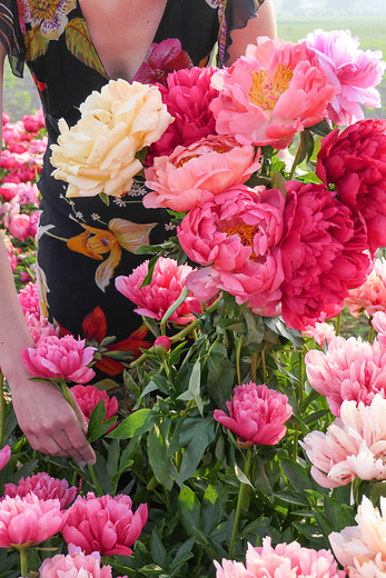 In de maanden mei en juni stelen pioenrozen de show in de tuin. im.nu/FppdAM

#flowerstagram #flowersofinstagram #instaflower #flowergram #pioenrozen #showindetuin #spring #bloeiendeplanten #voorjaar