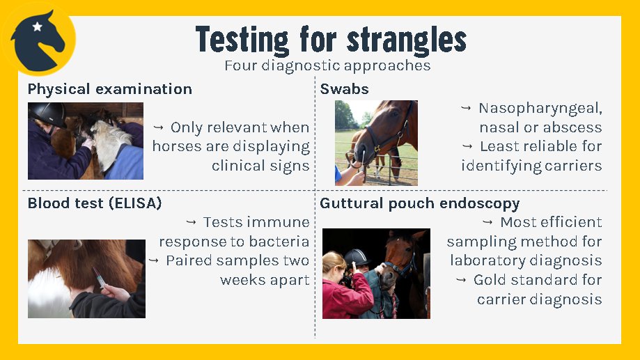 NationalEWC's tweet image. How do you keep #Strangles 
off your yard? We have summarised the various methods of Strangles testing below. 

Help your yard stay Strangles free by asking your friends to pledge at 👇

redwings.org.uk/strangles/make…

#SAW2020 #StampOutStrangles #SpeakOutOnStrangles