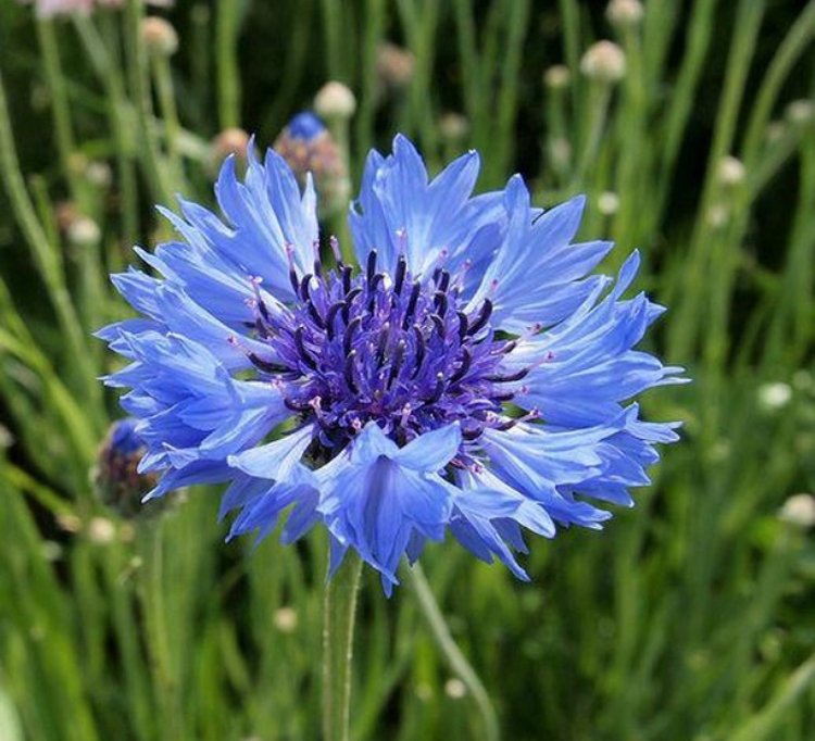 BeebombsDorset's tweet photo. Cornflower 💙 perfect to help #bringthebeesback ⁣
⁣
📸 @flower.words.today⁣
⁣
#flowers #nature #floral #love #beautiful #spring #garden #flowerstagram #beauty #plants #bee #beesofig #bees https://t.co/IVtMZQfDX2