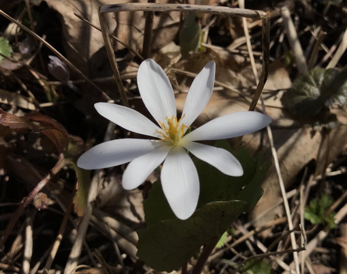 What’s in Bloom | Sanguinaria canadensis - Bloodroot is a native flowering plant and is a popular red natural dye used by Native American artists.  #OurGardensyourHome