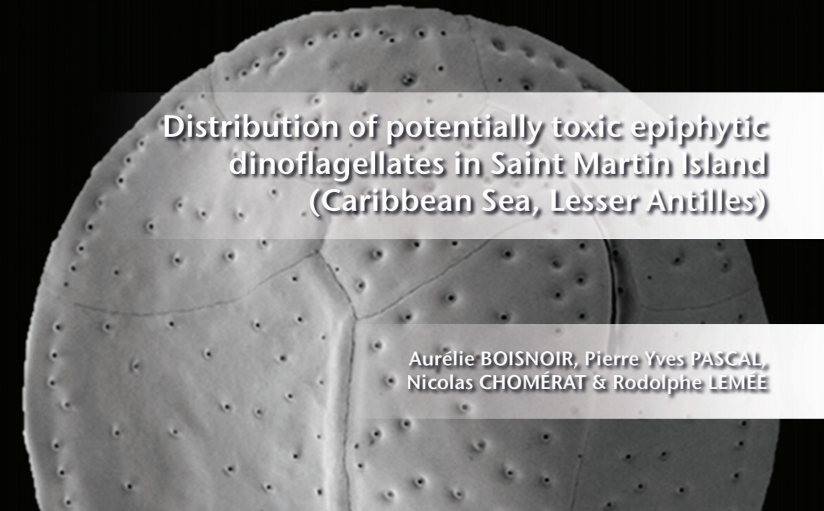 Publi_MNHN's tweet photo. ▪️ For the first time, distribution of epiphytic dinoflagellates was studied in Saint Martin Island (Lesser Antilles)...,

▪️ https://t.co/BpD9So3ojY
@AurelieBoisnoir , Pierre Yves PASCAL, Nicolas CHOMÉRAT &amp; @aireaile06 
#Cryptogamie #algology #Dinoflagellates #algologist #Algae https://t.co/HNH468Ohob