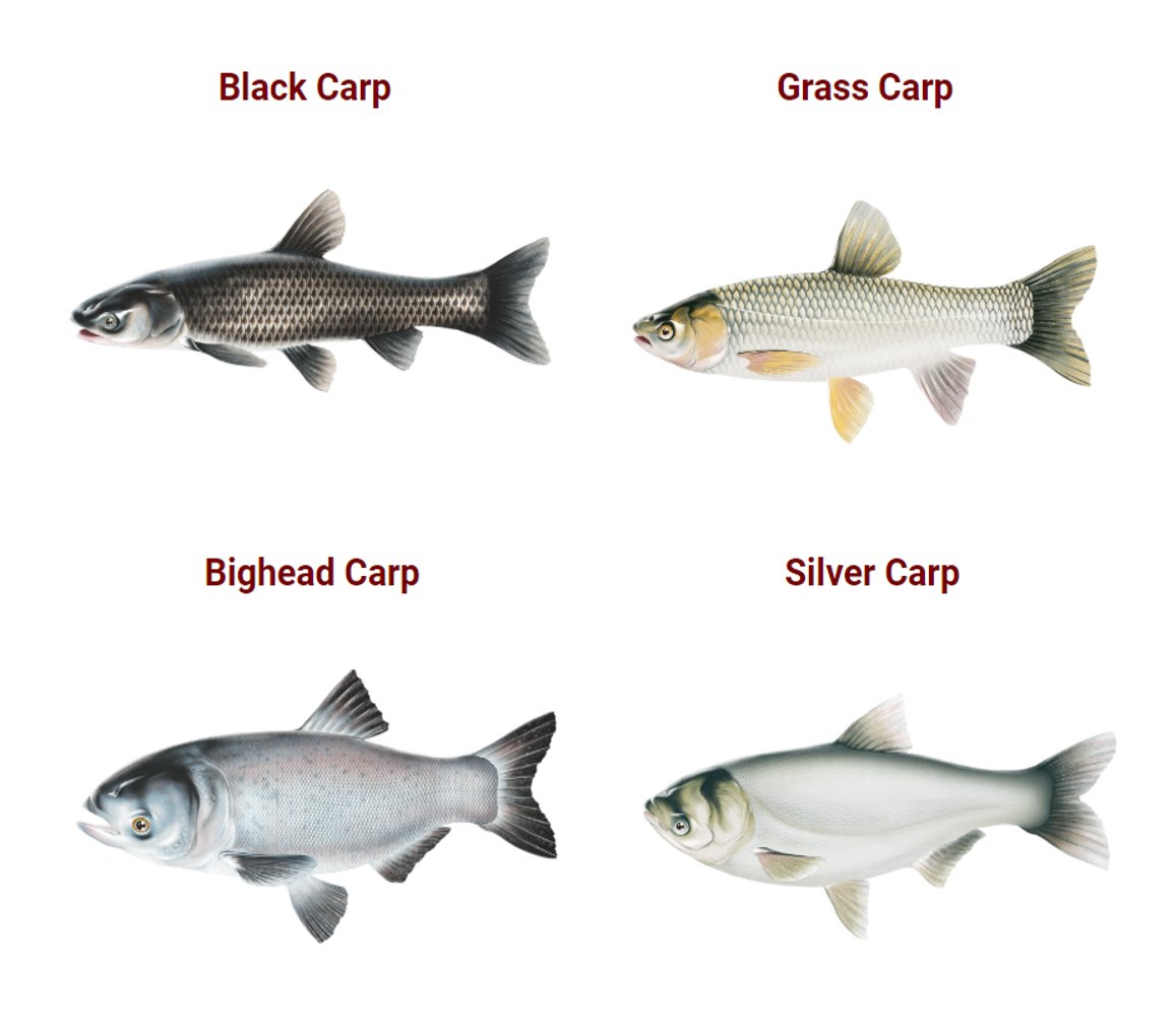 Do you know your #AsianCarp? Be aware of invasive species that threaten our waters. See Asian Carp Canada to learn more: asiancarp.ca
(photo retrieved from Asian Carp Canada)