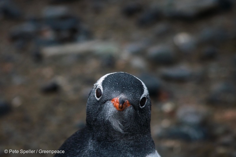A penguin for your timeline. Just because 🐧