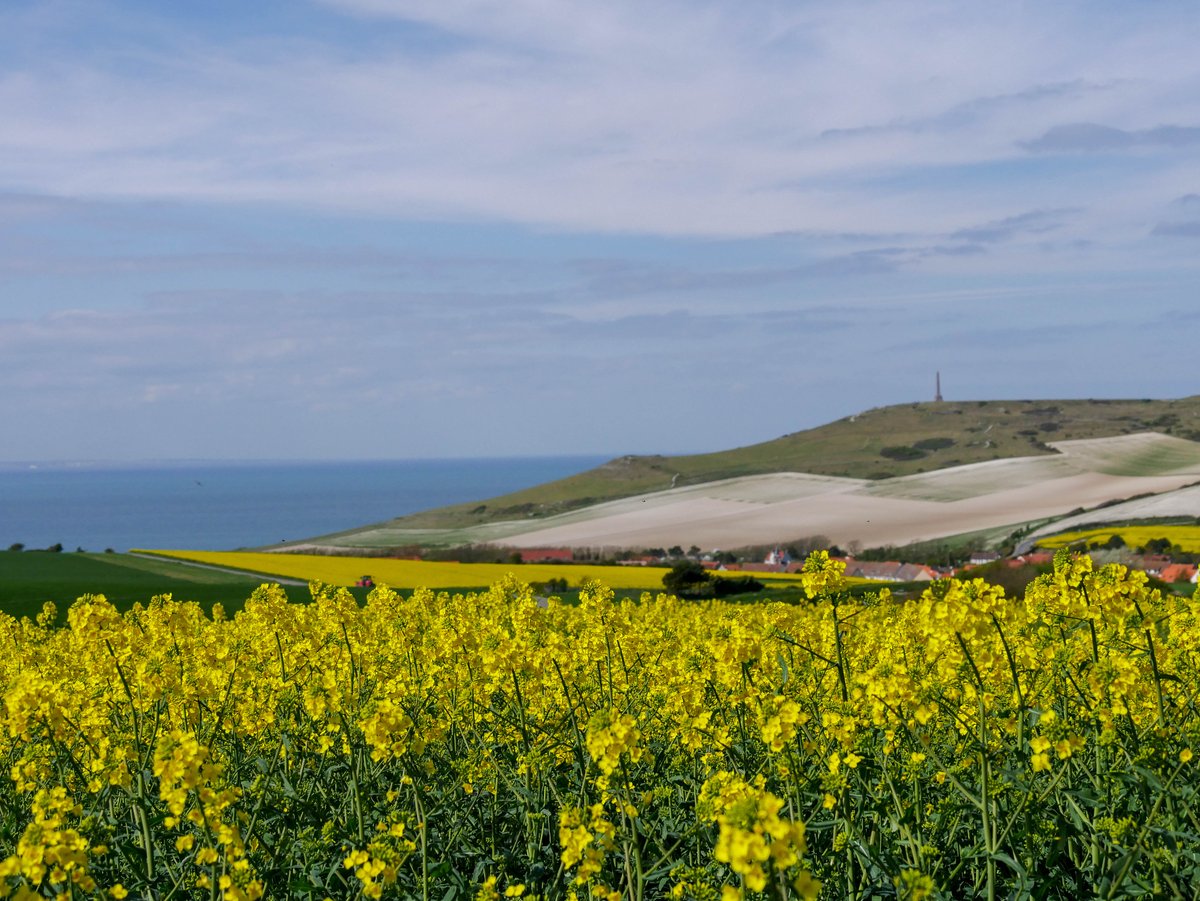 Une petite touche d'or pour égayer la journée 💛 #Colza #CotedOpale #CapBlancNez #Nature #PasdeCalais