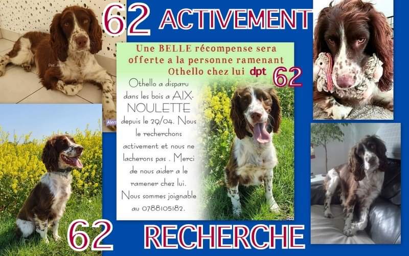 Nouvelle annonce pour Othello. #chienperdu #chientrouvé #chien #perdu #trouvé #volé #chienvolé #animalostcommunauté