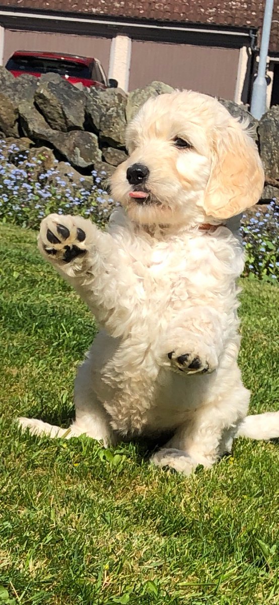 ZoeMiddleton20's tweet photo. 1 of 7 of my little beauties in the sunshine x https://t.co/19tB5TrDdE