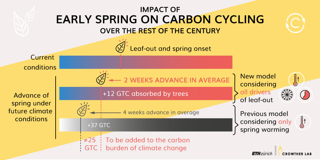 CrowtherLab's tweet photo. Milder winters & the timing of spring-onset constrain the effect spring warming has on early leaf-out. Through 2100, spring is set to arrive not 4, but 2 weeks earlier β with impact on the #carboncycle & trees' carbon absorption rate.
https://t.co/CPKhJSl5Xk #MarchofSpring https://t.co/X6u4yUTQlg