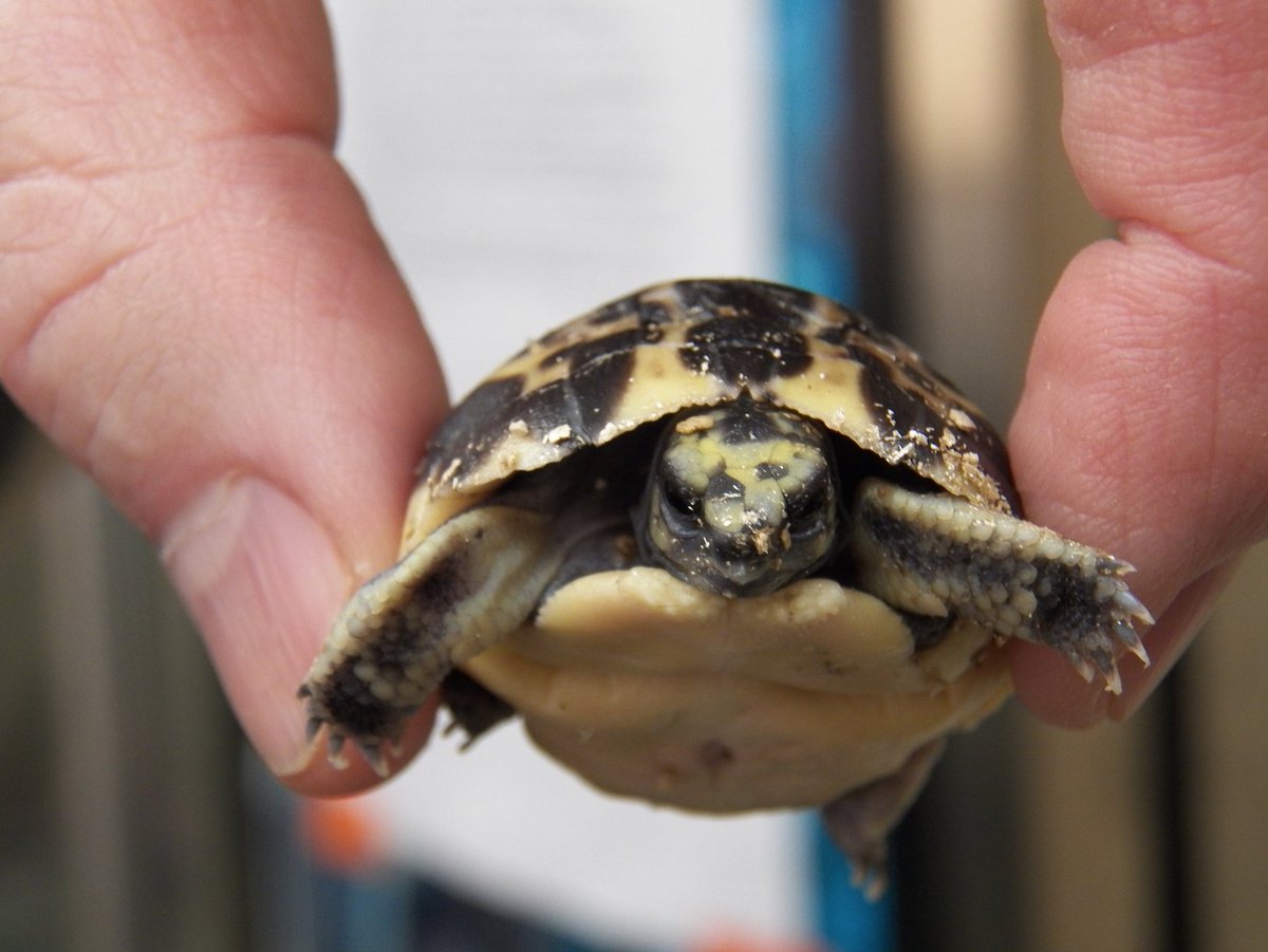 The Toronto Zoo tweet media