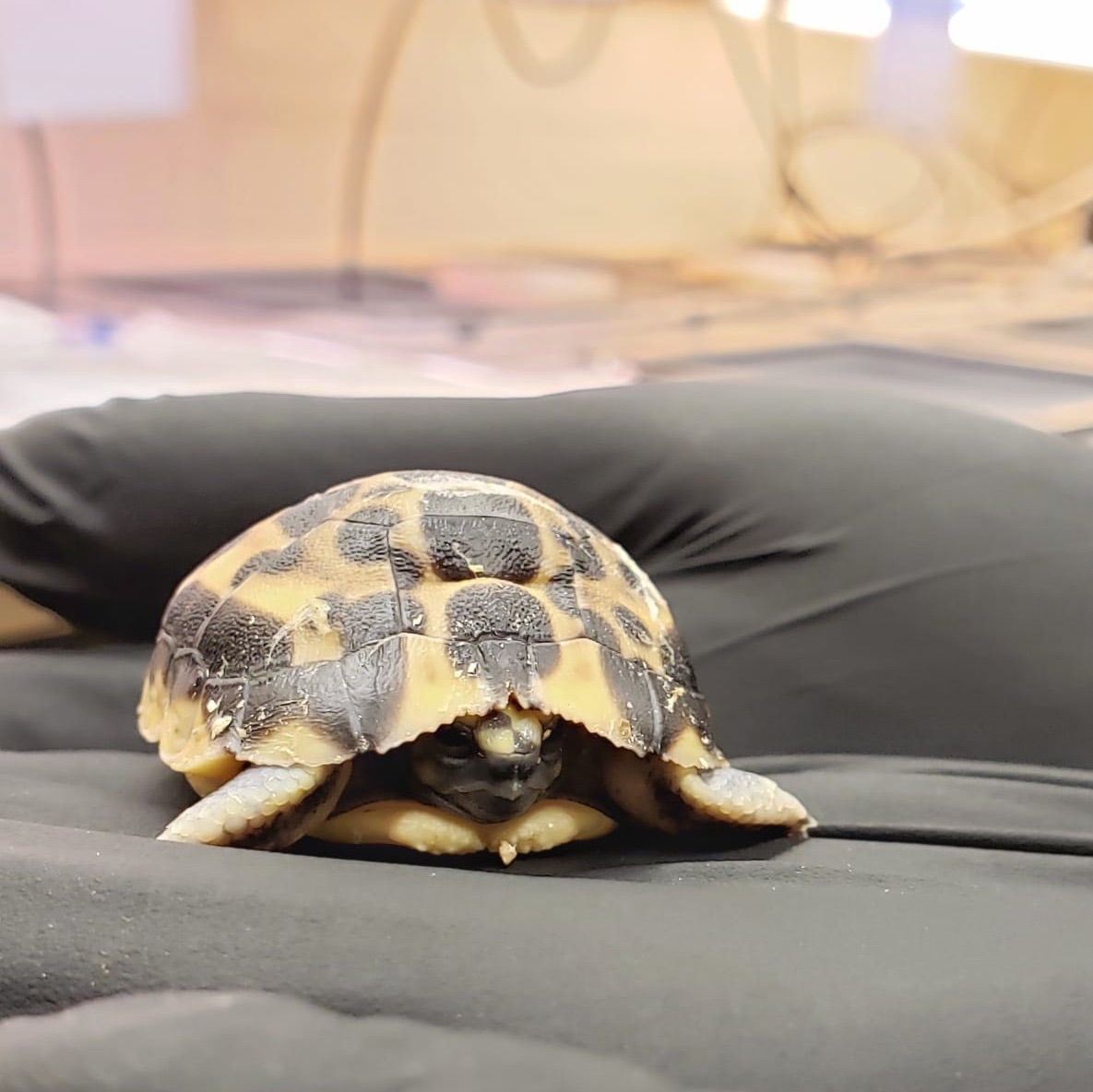 The Toronto Zoo tweet media