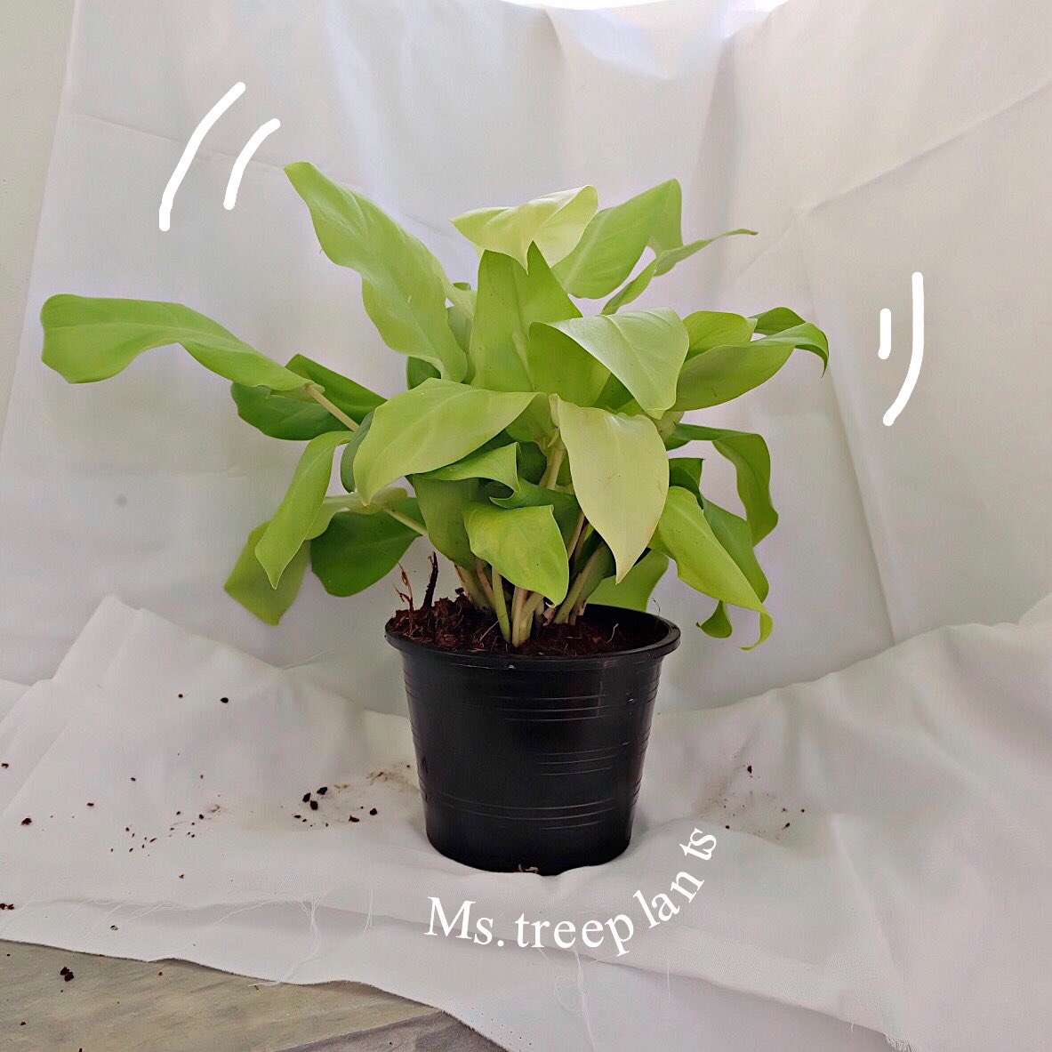 NNUTGD's tweet photo. ฝากหน่อยนะค่า 🌱

IG : ms.treeplants
Page facebook : Ms.treeplants https://t.co/MxSvKk9RJf