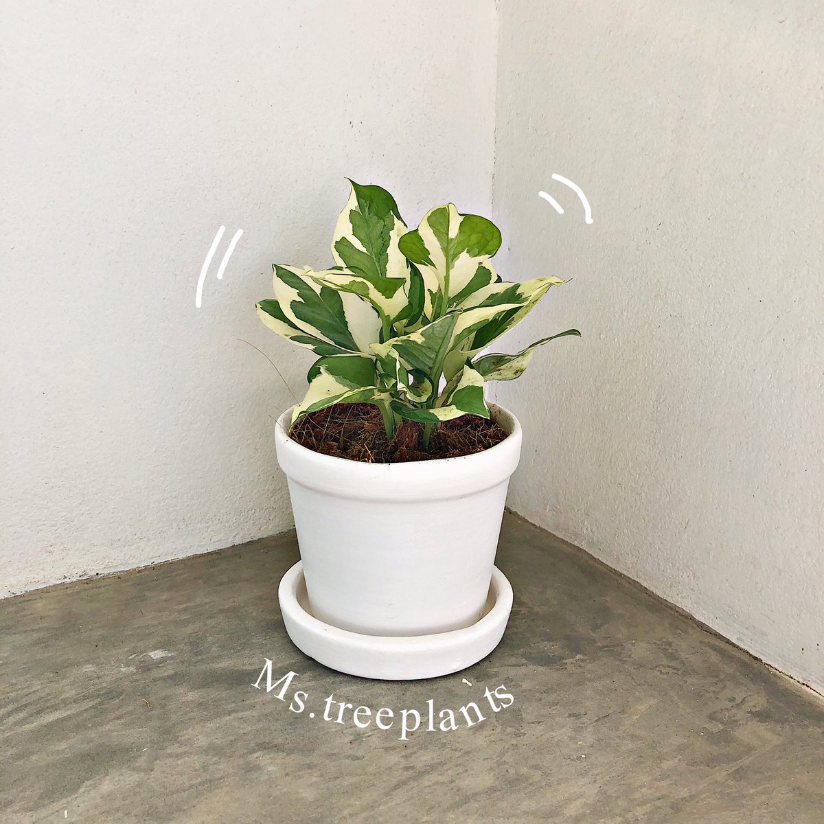 NNUTGD's tweet photo. ฝากหน่อยนะค่า 🌱

IG : ms.treeplants
Page facebook : Ms.treeplants https://t.co/MxSvKk9RJf