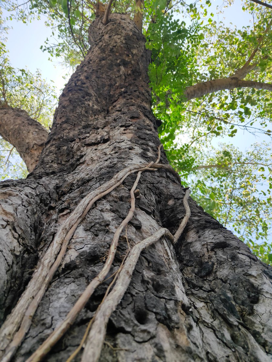 GoharSejal's tweet photo. I do not need to say here,
What i feel.
Just look at the picture and feel....
Isn't it taking you to a new world?
😙😌😃😄😀☺️😌🥰😗😘
#NatureisBalancing
#photooftheday
#lovenature https://t.co/uAHz2dtKze