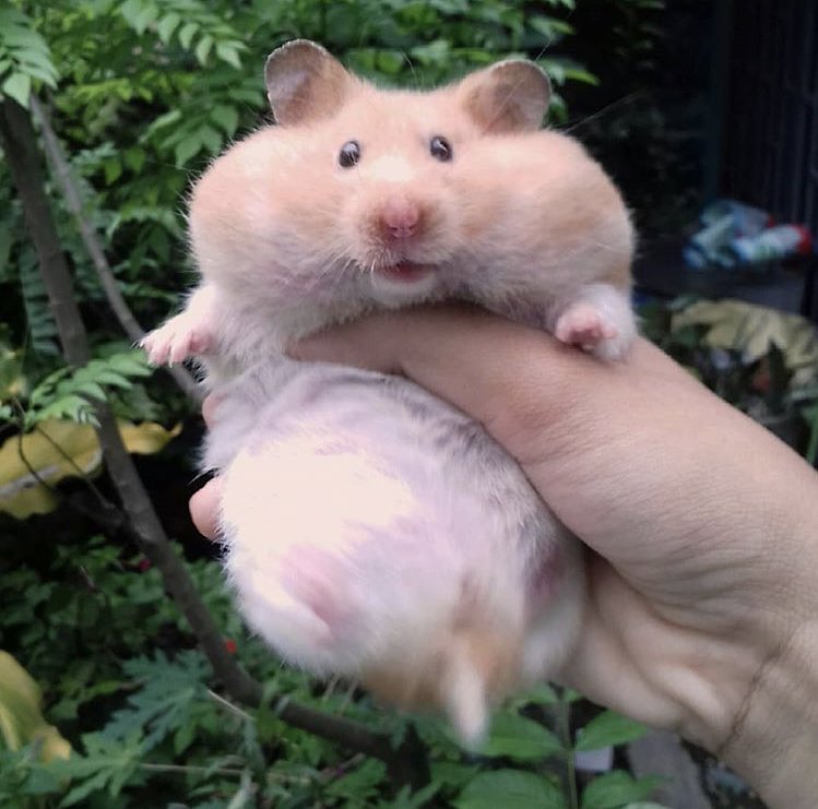 pic Mmm Yes Squishy Rat ulsi on twitter why is he