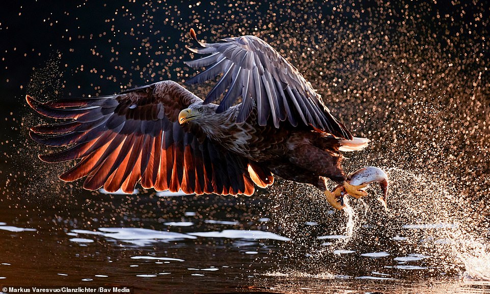 Finnish bird photographer Markus Varesvuo's picture of a white-tailed eagle  was the overall winning picture in the Glanzlichter Nature Photo Contest ow.ly/YWR730qDb8X via <a href="/DailyMailUK/">Mail+</a> #MarkusVaresvuo #Finland #photography #Finnish #BirdPhotography #nature #photos