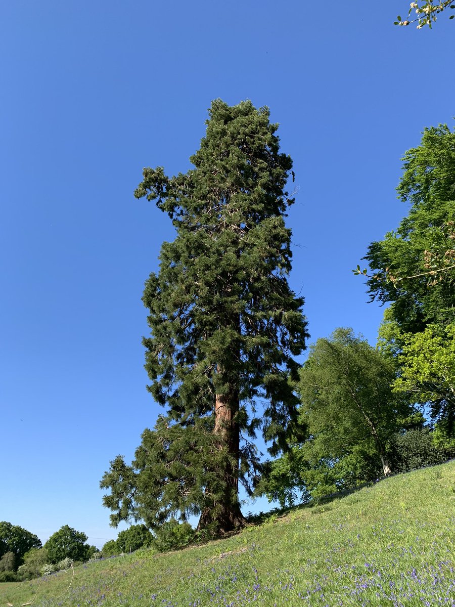 Grown in Britain tweet media