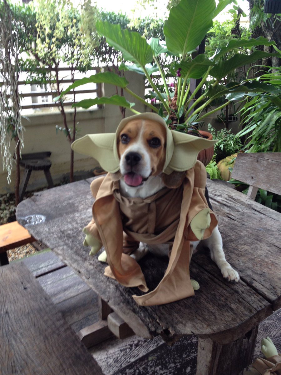 CurfewBeagle's tweet photo. #OneDayOneWordOnePicture 

      Today I’d like to present 
                  da letter Y
              YODA PANTS
C’mon pals let’s play together https://t.co/O9Fobbx1Bc