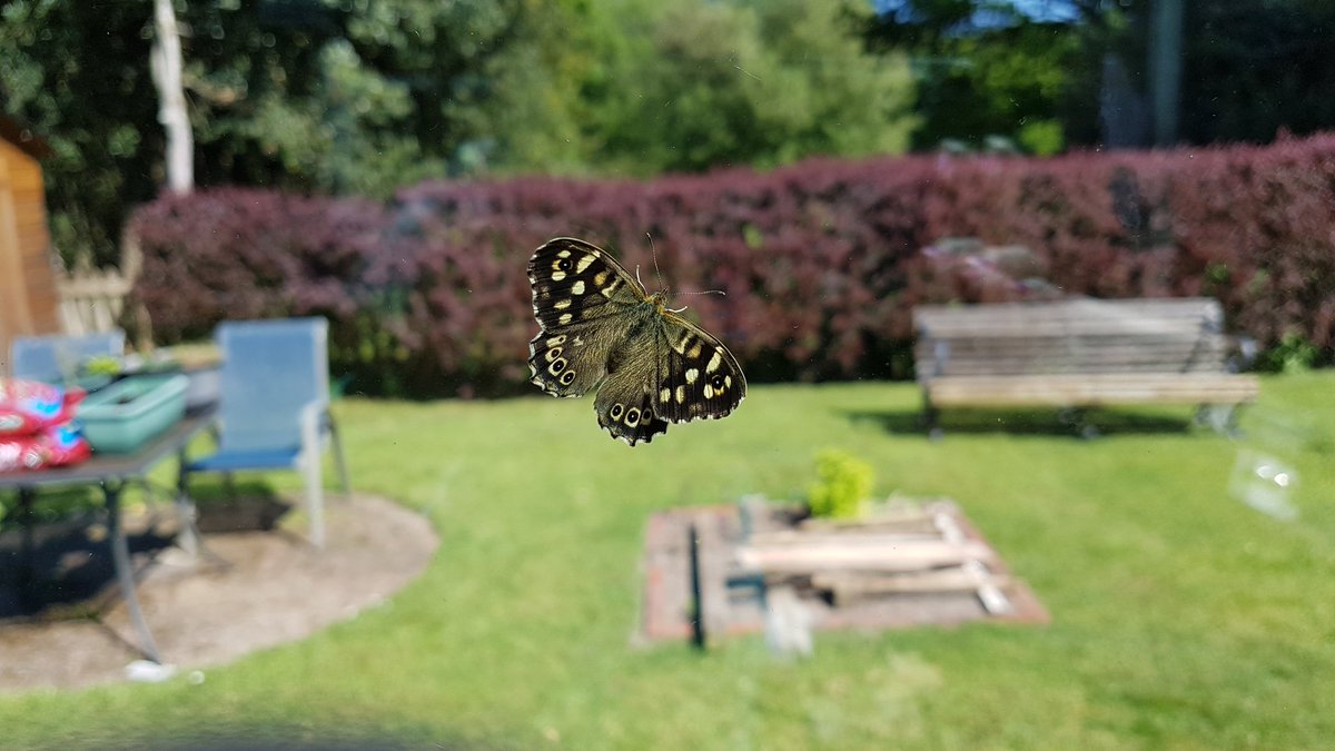 DidoDav's tweet photo. @BenJamesPhotos @ThePhotoHour @LensAreLive I was stumped for ideas, then was having a cuppa in the conservatory and this happened (excuse state of garden project - luckily out of focus) #Windows #butterfly #nowreleased https://t.co/bWW8Prk4qe