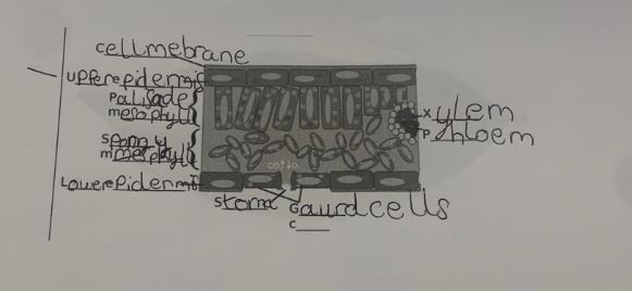 Year 8 have been hard at work using #BBCBitesizeDaily lessons to learn about Science, Although not perfect they act and improve after feedback. Well done year 8. <a href="/HeadlandsSchool/">Headlands School</a>