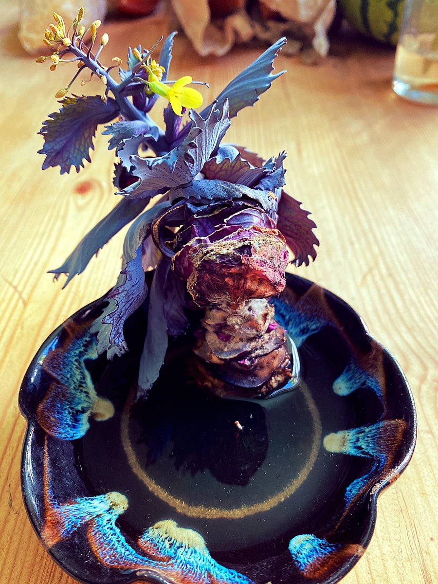 asbomum's tweet photo. until you realise it ate my lonely cabbage in the process ... https://t.co/hyw4hvXBs2
