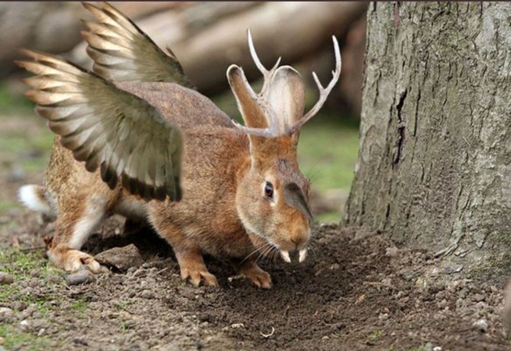 NorSchGerman's tweet photo. Mein Wolpertinger. Klein aber fein. #petsofns https://t.co/MTmd5qMlyp