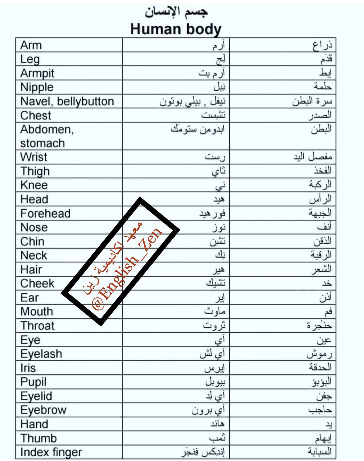 بالانجلش أعضاء الجسم المفردات الإنجليزية