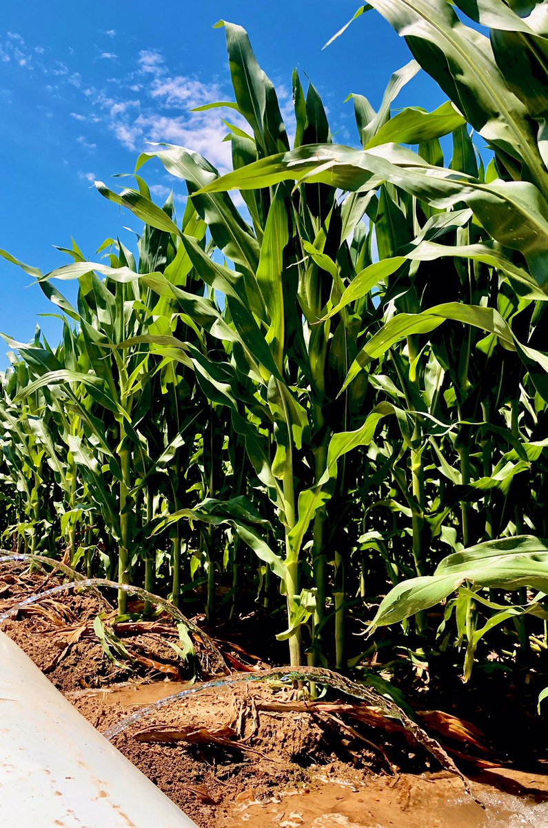 Chad Nelson tweet media