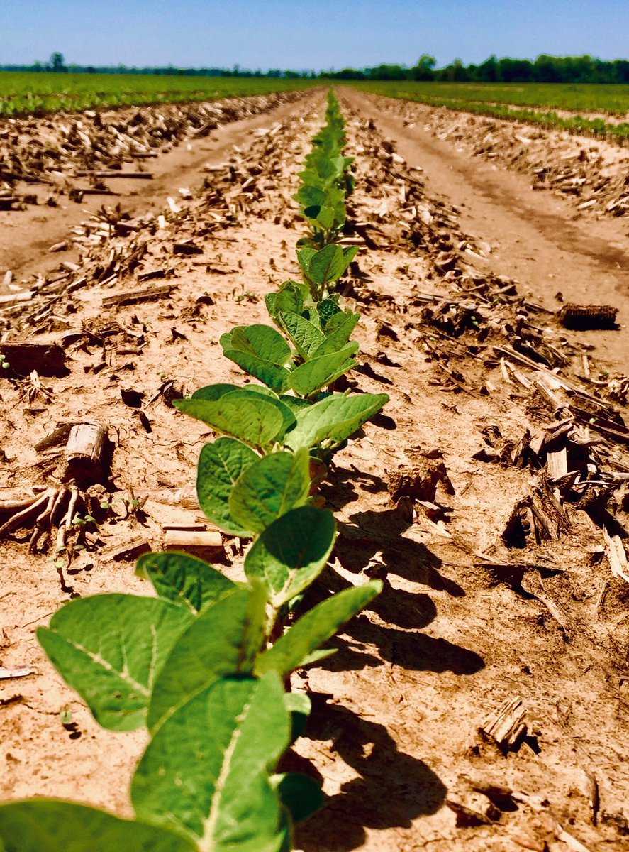 Chad Nelson tweet media